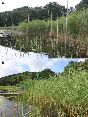 High Grazing Pressure of Geese Threatens Conservation and Restoration of Reed Belts